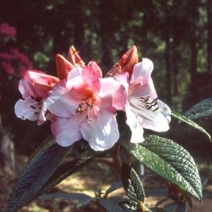 Meet your Posher, Wilma!